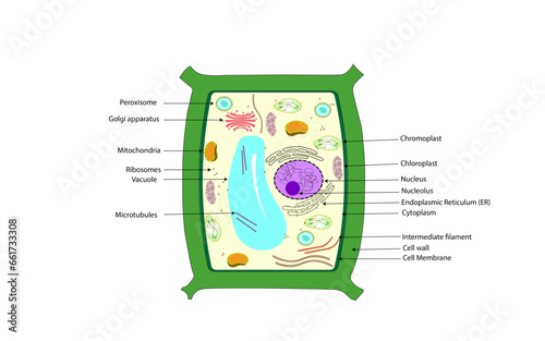 Plant Cell. Rectangular with all organelles including nucleus, mitochondria, endoplasmic reticulum, Golgi apparatus, cytoplasm, wall membrane, Chromoplast, Vacuole etc. photo