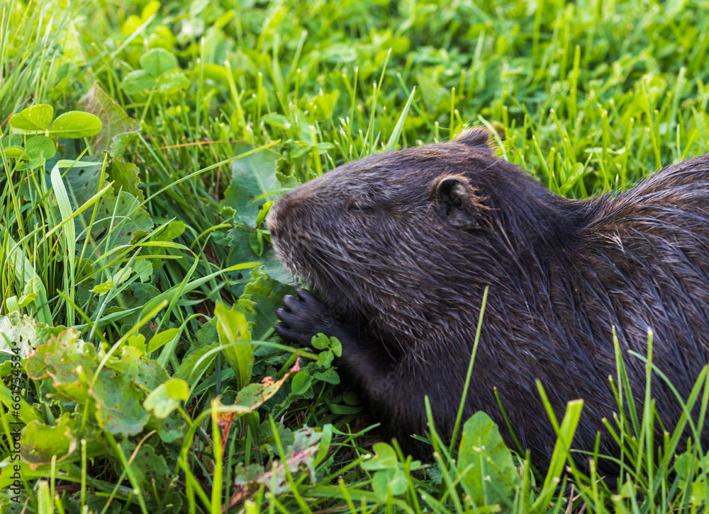 Fototapeta premium Shot of the muskrat by the bank of the river. Animal