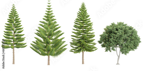 3d rendering of Fir Acacia trees on transparent background