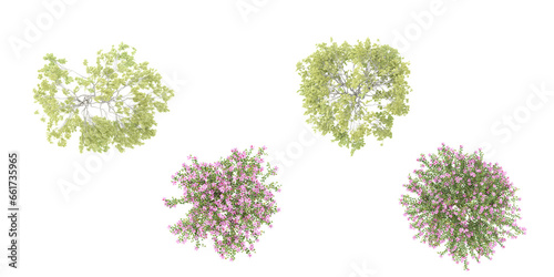 from the top view of Weeping willow tree,Bauhinia × blakeana flower isolate backgrounds 3d rendering photo