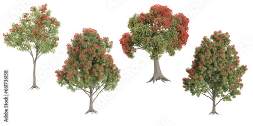 set of Metrosideros,Corymbia ficifolia,eucalyptus ficifolia on transparent background, 3D rendering photo