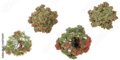Set of Jungle Metrosideros,Corymbia ficifolia,eucalyptus ficifolia 3D rendering. top view, plan view, for illustration, architecture presentation, visualization, digital composition photo
