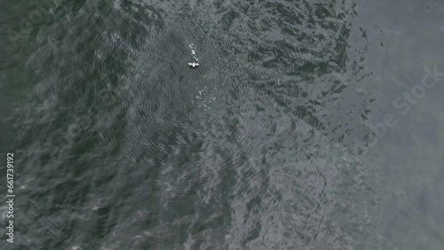 Aerial footage of a seabird flying over the sea surface trying to catch a fish