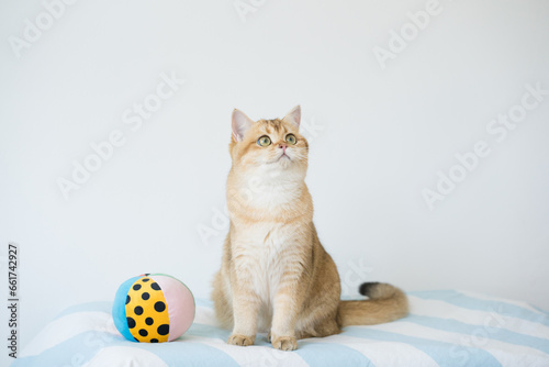 international cat day concept with british cat happy and fun during play ball with owner photo