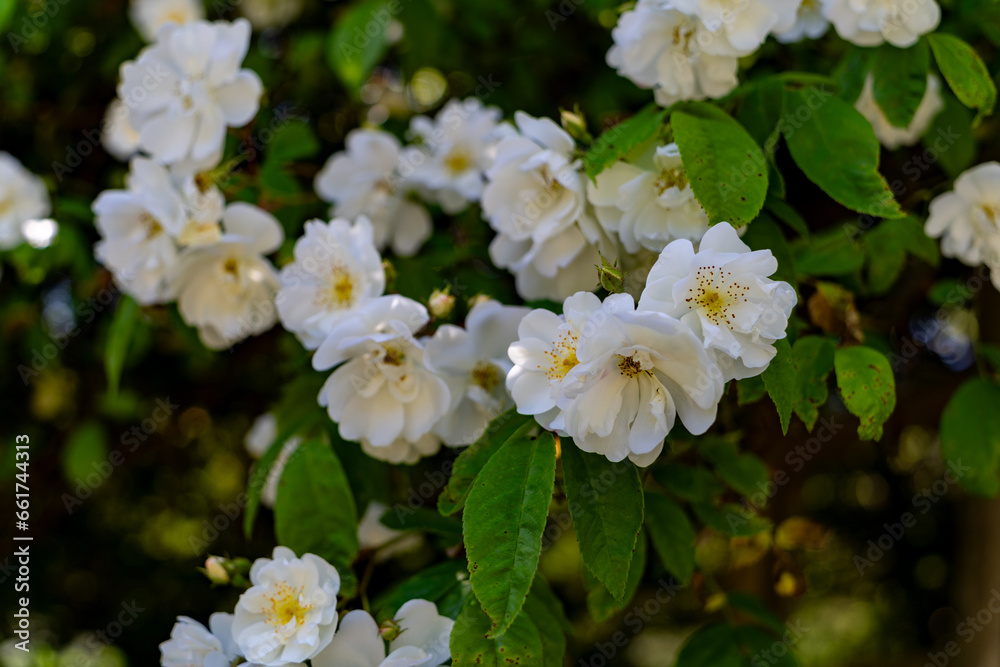 Bunte Blumen im Sommer in der Natur