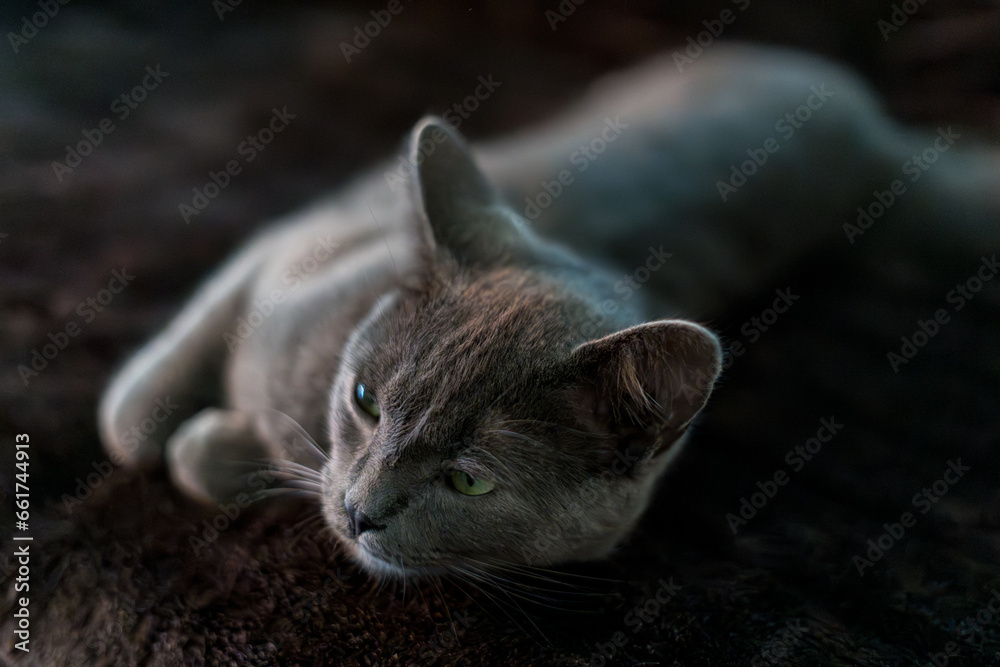 Die Graue Katze mit den Leuchtenden Augen