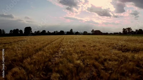 Droneshot along a field of wheat at the golden hour