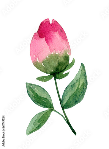 Watercolor pink blossom peony flower. Hand-drawn illustration isolated on the white background