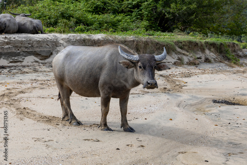 2023 Oct 13,Hong Kong.Buffalo in Pui O  in southern Lantau Island,Hong Kong © Derek Yung