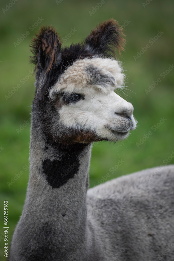 a close portrait of a black, gray and white alpaca. It shows just the head and part of the neck and body. The background is out of focus grass