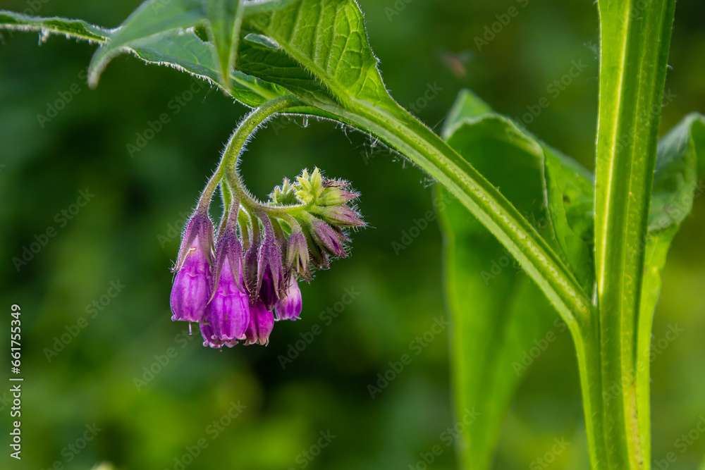 In the meadow, among wild herbs the comfrey Symphytum officinale is blooming In the meadow, among wild herbs the comfrey Symphytum officinale is blooming