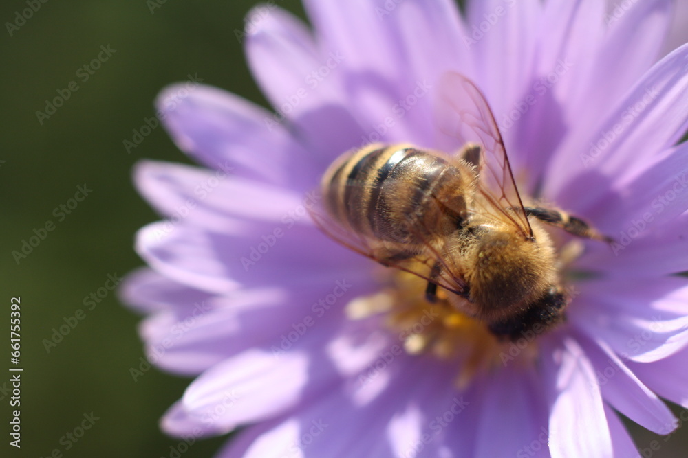 close-up of a bee on a flower close-up of a bee on a flower