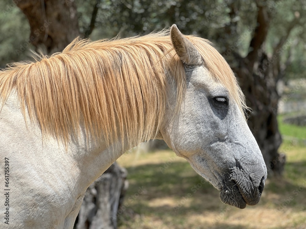 Fototapeta premium Beautiful white horse on the pasture.