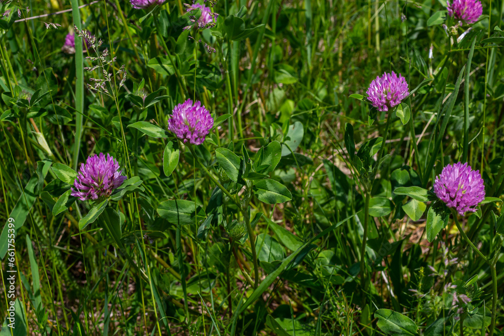 Trifolium pratense, red clover. Collect valuable flowers fn the meadow in the summer. Medicinal and honey-bearing plant, fodder and in folk medicine medically sculpted wild herbs