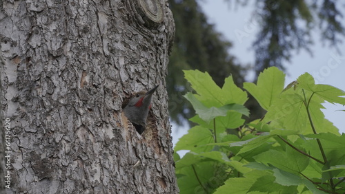 Woodpecker in the nest