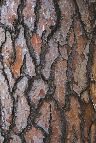 Relief texture of the brown bark of a tree with green moss on it. Relief creative texture of an old oak bark. 