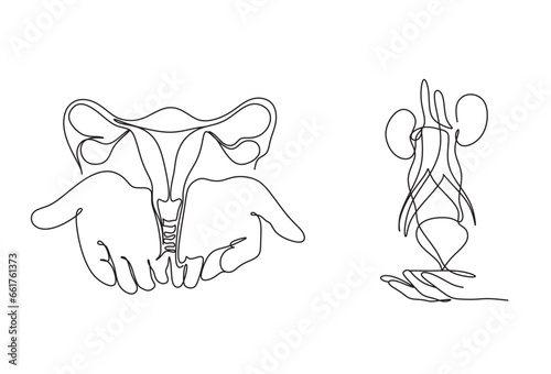 Uterus and urinary system, kidneys, internal human organs