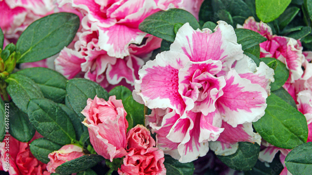 pink flower pink flower