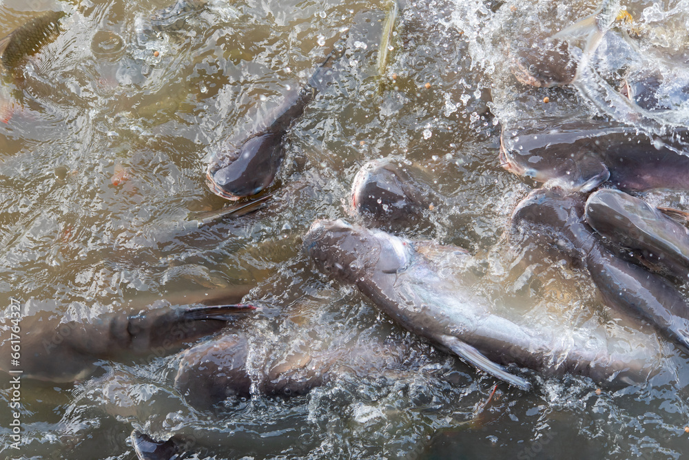 Obraz premium Crowd of many freshwater fish hungry such as catfish, snakehead fish, snake fish and other scramble for eat a food in river when feed
