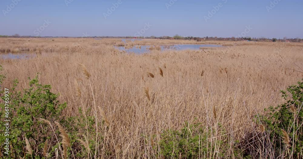 A pond surrounded by yellow reeds in spring A pond surrounded by yellow reeds in spring