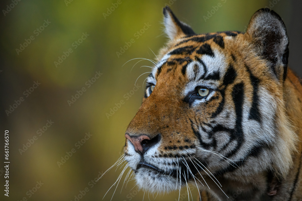Obraz premium Front-right profile of a male tiger gazing intensely