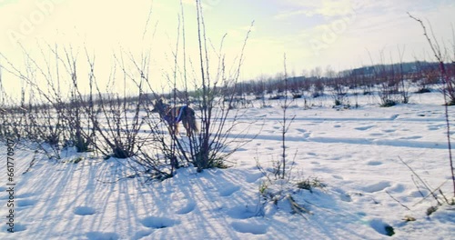 An obedient, recallable dog can walk without a leash. photo