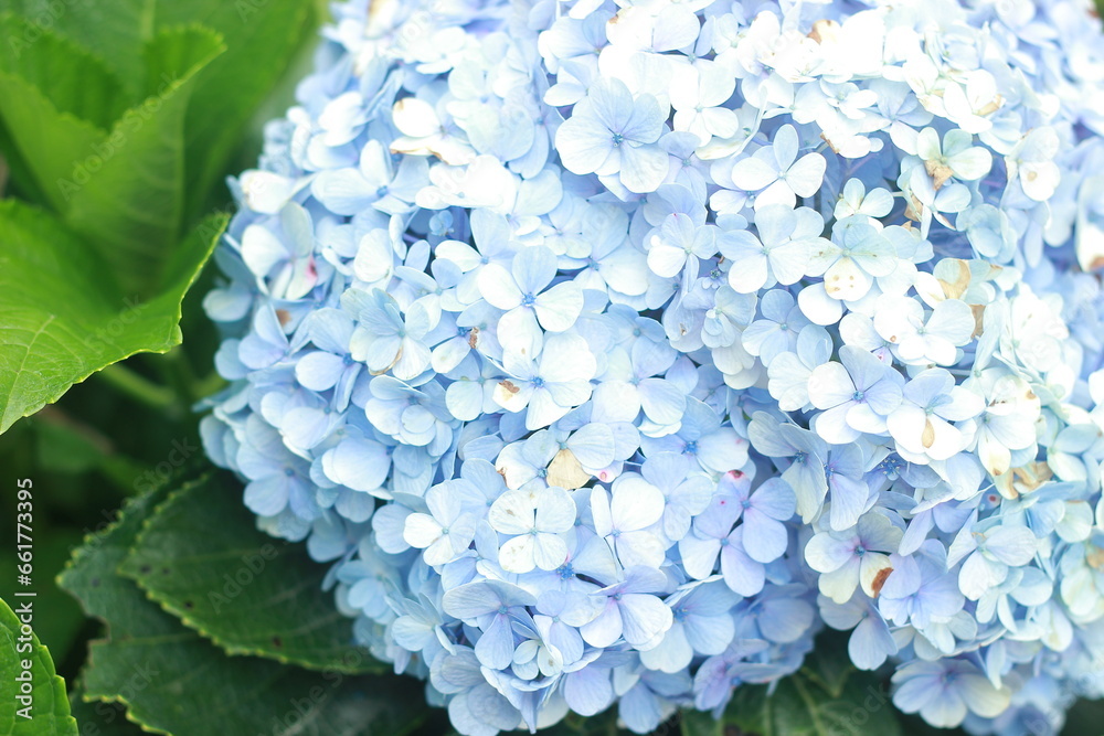 Beautiful blooming blue hydragea in the nature Beautiful blooming blue hydragea in the nature