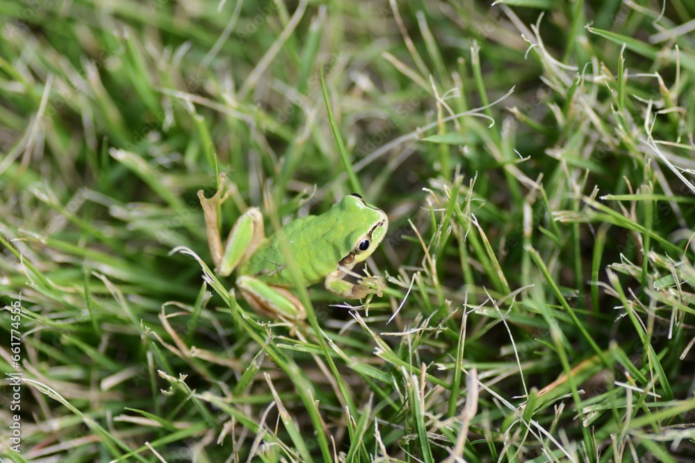 A Japanese tree frog ( Dryophytes japonicus ). They are arboreal frogs, active from spring to autumn, and hibernate underground in winter. A Japanese tree frog ( Dryophytes japonicus ). They are arboreal frogs, active from spring to autumn, and hibernate underground in winter.