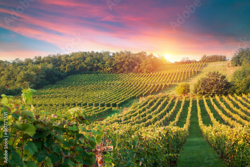Extra wide panoramic shot of a summer vineyard shot at sunset. High quality photo © kishivan
