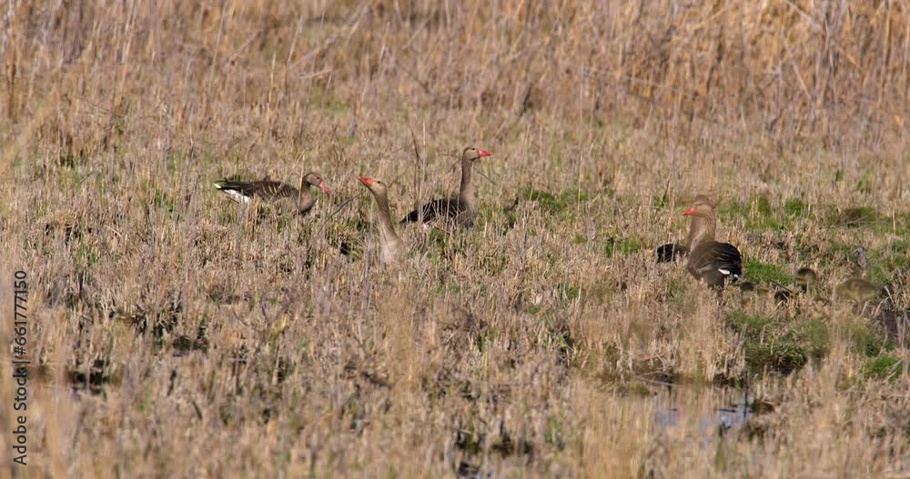 A colony of geese enjoy their habitat around the pond A colony of geese enjoy their habitat around the pond