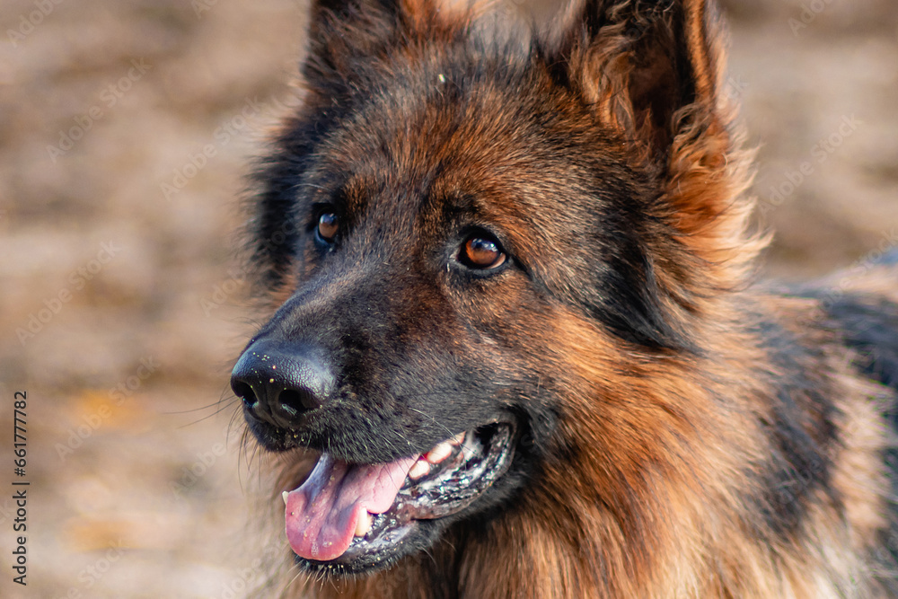 Portrait of a German Shepherd lying on the sand. Portrait of a German Shepherd lying on the sand.