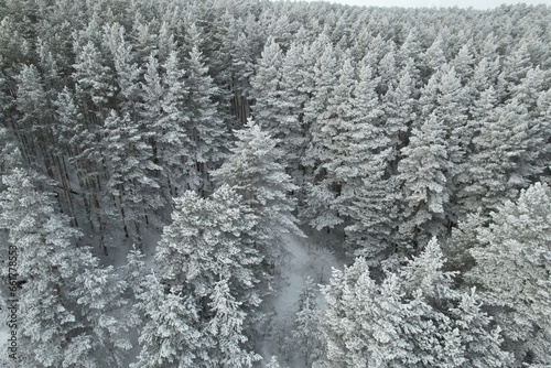 aerial view of the winter forest, the white branches of the trees are covered with frost © metelevan