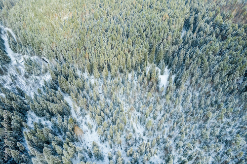 winter forest in the snow aerial view, trees in the winter forest after a snowfall