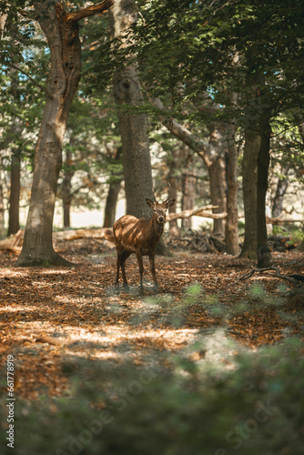 Young stag in the woods  deer with antlers.