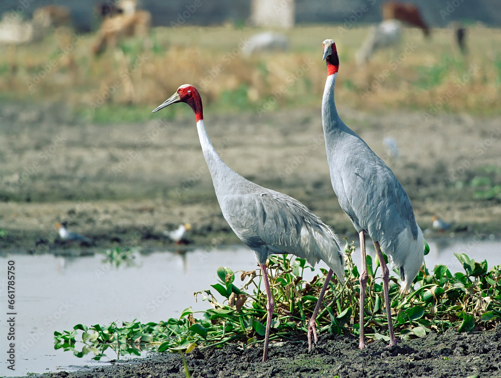 Naklejka premium Sarus crane near the pond