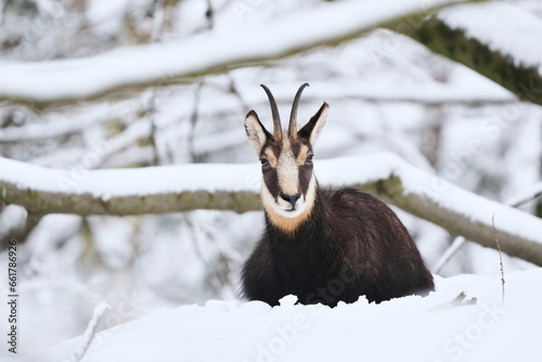 Photography A chamois rests in the winter forest. Rupicapra rupicapra