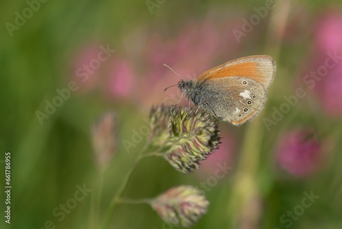Coenonympha glycerion - Chestnut Heath butterfly sitting on a grass blade. Beautiful butterfly on colorful background.