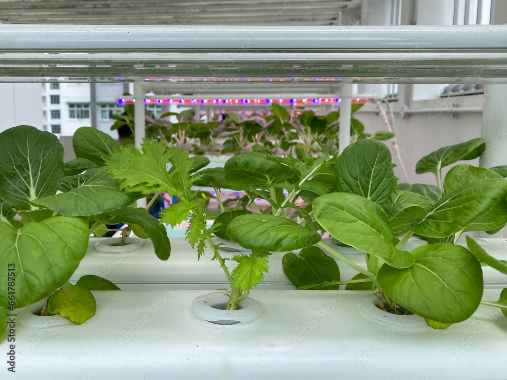 Sustainability, urban farming agriculture concept. Close up view of