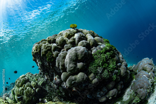 Tropical Coral Reef - Massive Corals (Porites sp.) photo
