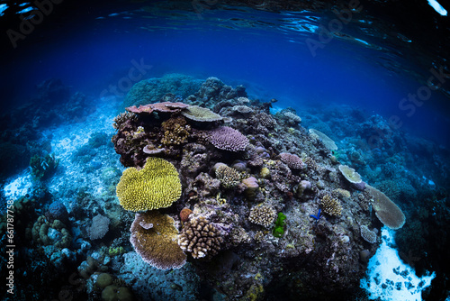 Fototapeta Naklejka Na Ścianę i Meble -  Tropical Coral Reef - Table Corals (Acropora sp.)