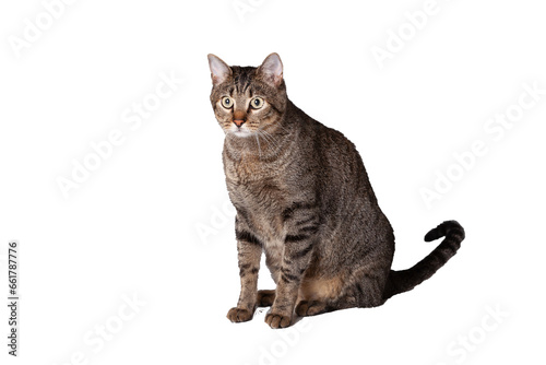 Gato pardo gordo sentado mirando a la cámara y con fondo transparente