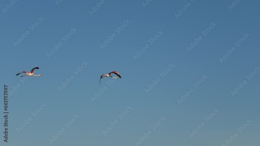 A flock of Greater flamingos flying in the blue sky of France in Camargue. Phoenicopterus roseus species, living in Africa, the Indian subcontinent, the Middle East, and southern Europe. A flock of Greater flamingos flying in the blue sky of France in Camargue. Phoenicopterus roseus species, living in Africa, the Indian subcontinent, the Middle East, and southern Europe.