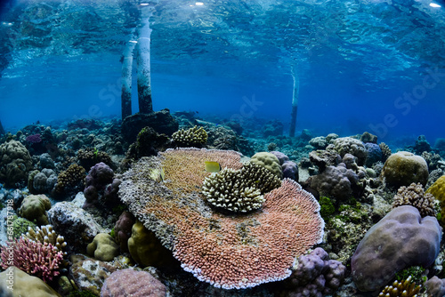 Fototapeta Naklejka Na Ścianę i Meble -  Tropical Coral Reef - Table Corals (Acropora sp.)