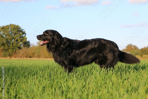 a pretty big black hovawart stands on a green meadow photo