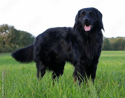 pretty big black hovawart stands on a green meadow