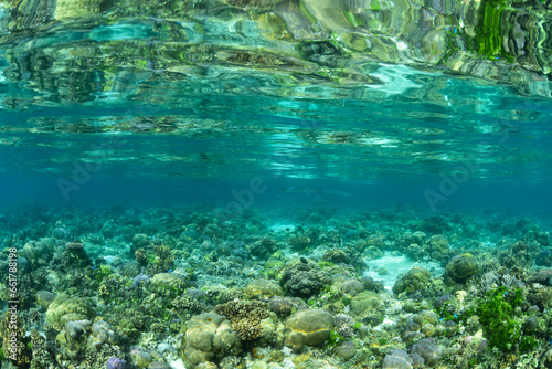Fototapeta Naklejka Na Ścianę i Meble -  Coral Reef Free Diving