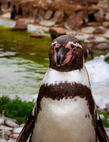 Head of penguin spheniscus humboldt.