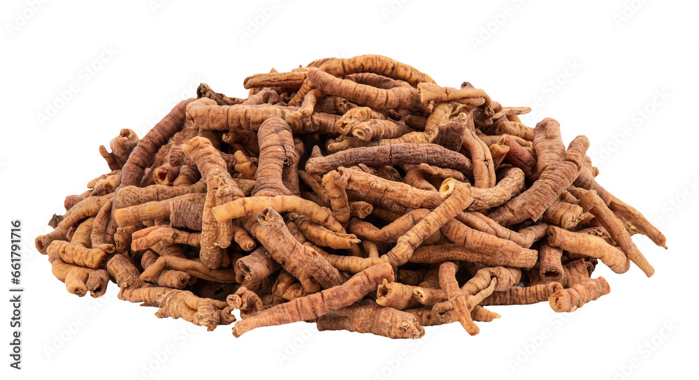 Dired roots of Polygala tenuifolia Willd or chinese senega on transparent background.Chinese herbs. Dired roots of Polygala tenuifolia Willd or chinese senega on transparent background.Chinese herbs.