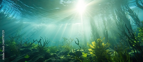 Scuba diving with sunlight through kelp forest With copyspace for text
