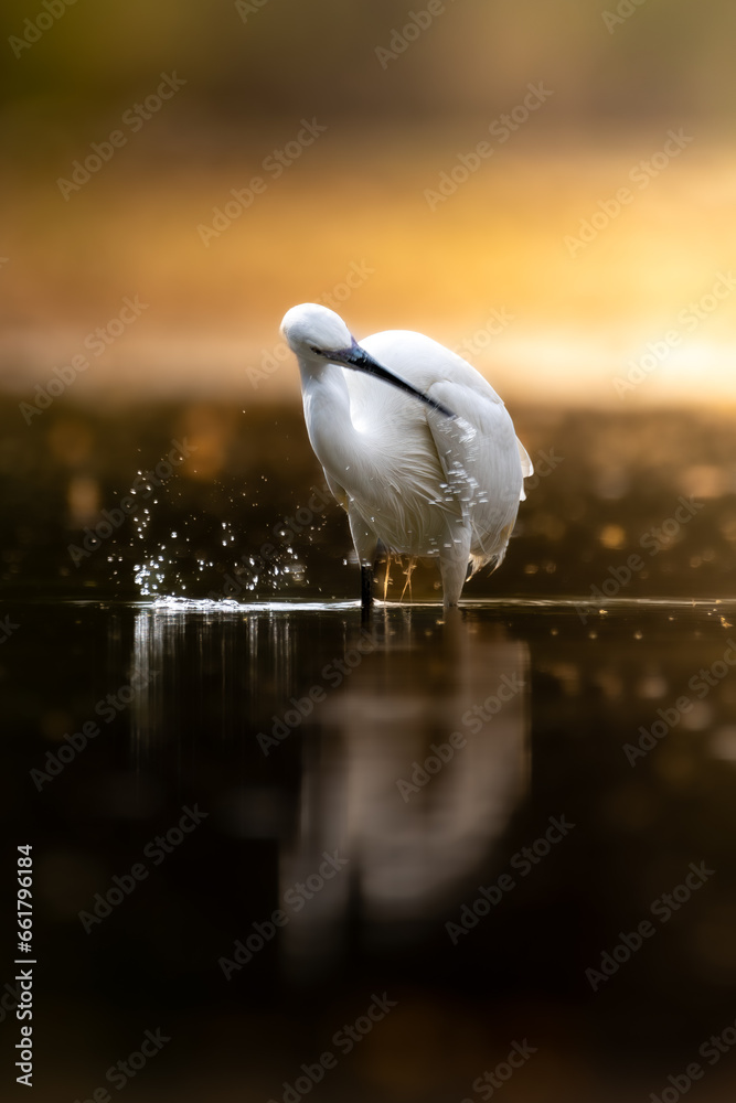 Poster garza blanca bailando desde el agua en el pantano – Wall Art ...